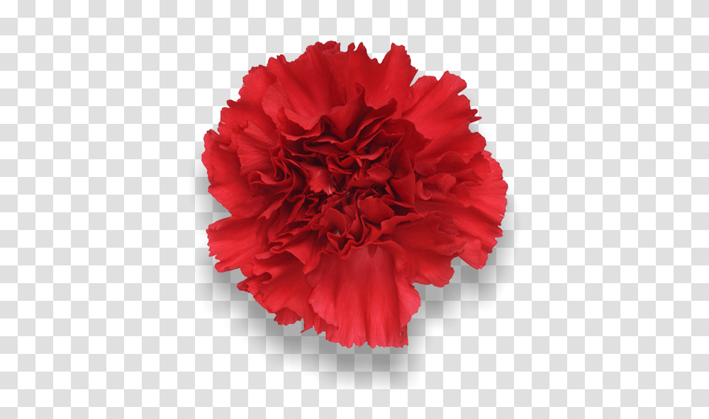 Largest Collection Of Free To Edit Carnation Stickers, Plant, Flower, Blossom, Rose Transparent Png