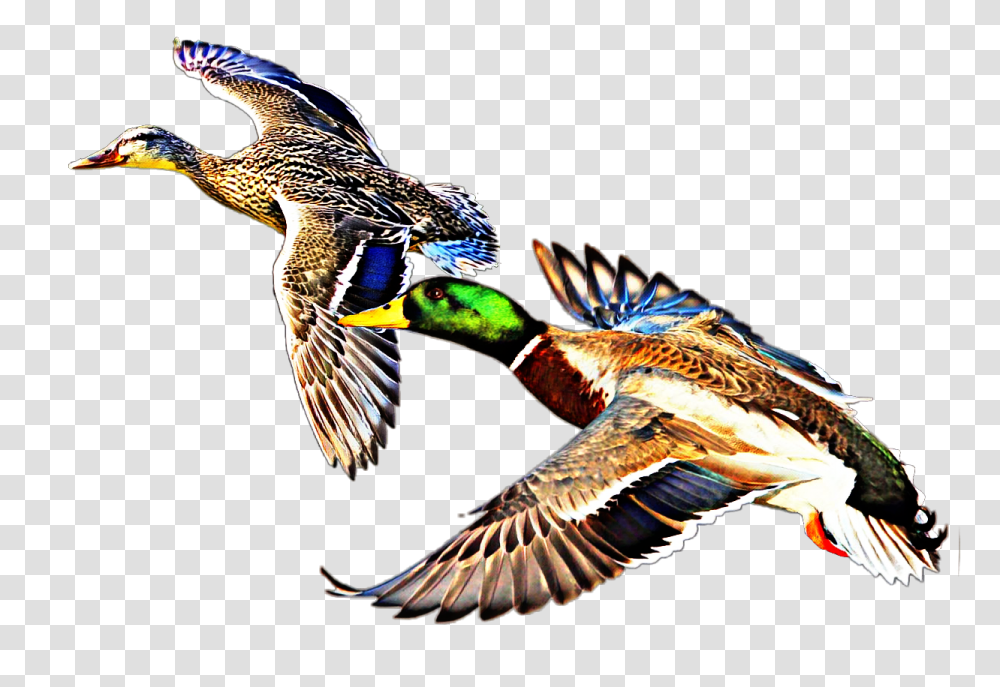 Largest Collection Of Free To Edit Duck Dynasty Stickers, Bird, Animal, Waterfowl, Mallard Transparent Png