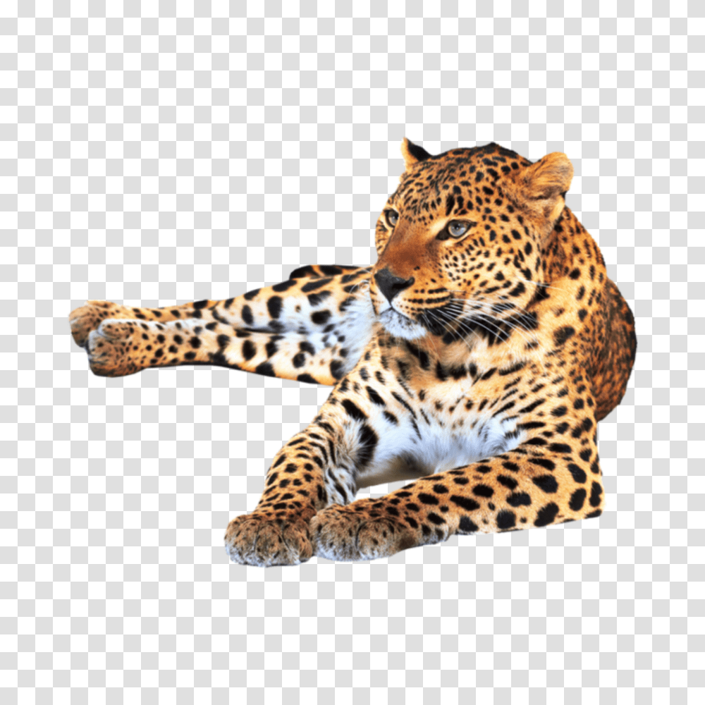 Largest Collection Of Free To Edit Leopard Print Stickers, Panther, Wildlife, Mammal, Animal Transparent Png