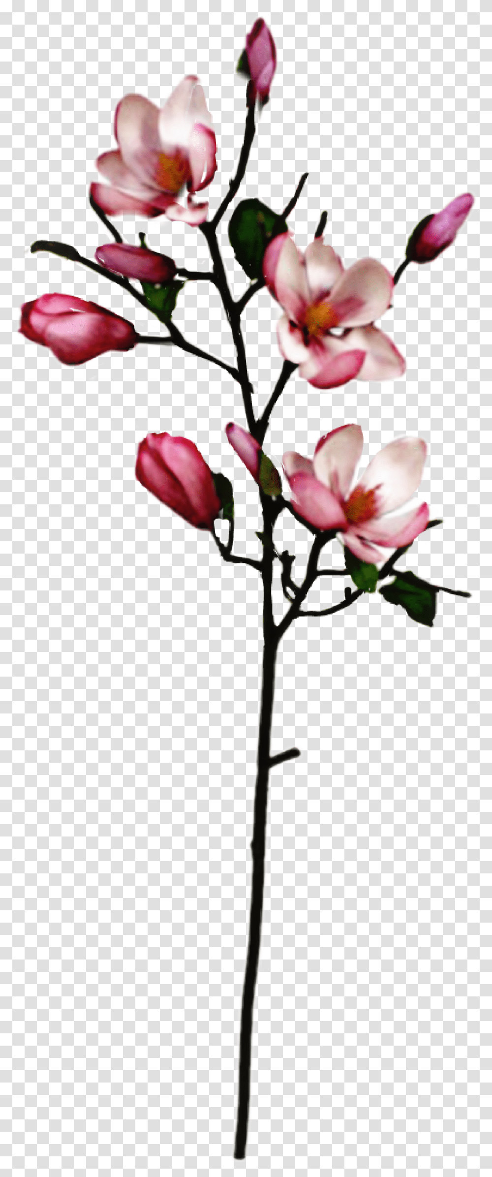 Largest Collection Of Free To Edit Magnolia Tree Stickers, Plant, Flower, Blossom, Vase Transparent Png