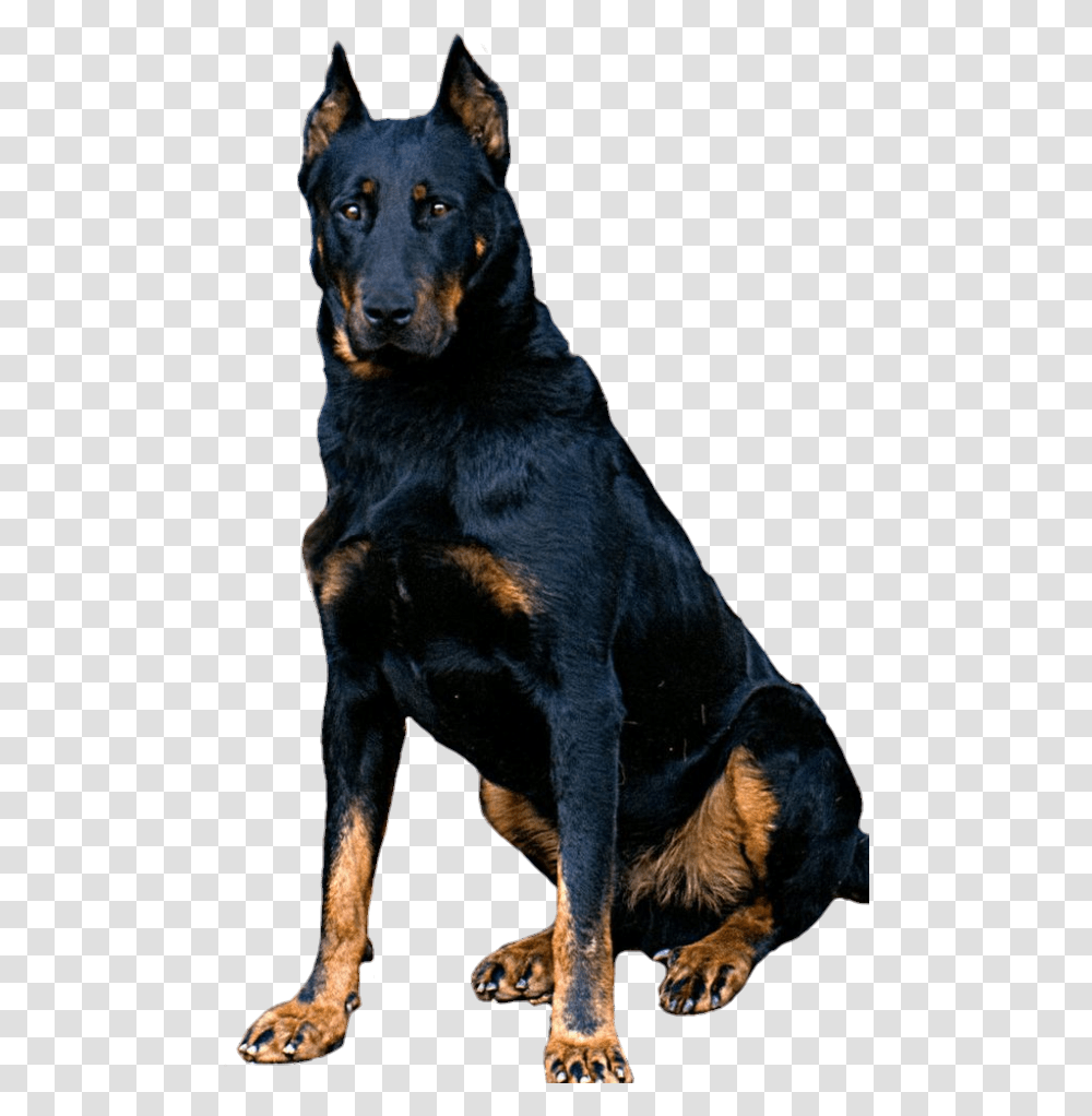 Largest Collection Of Free To Edit Rottweiler Stickers, Dog, Pet, Canine, Animal Transparent Png