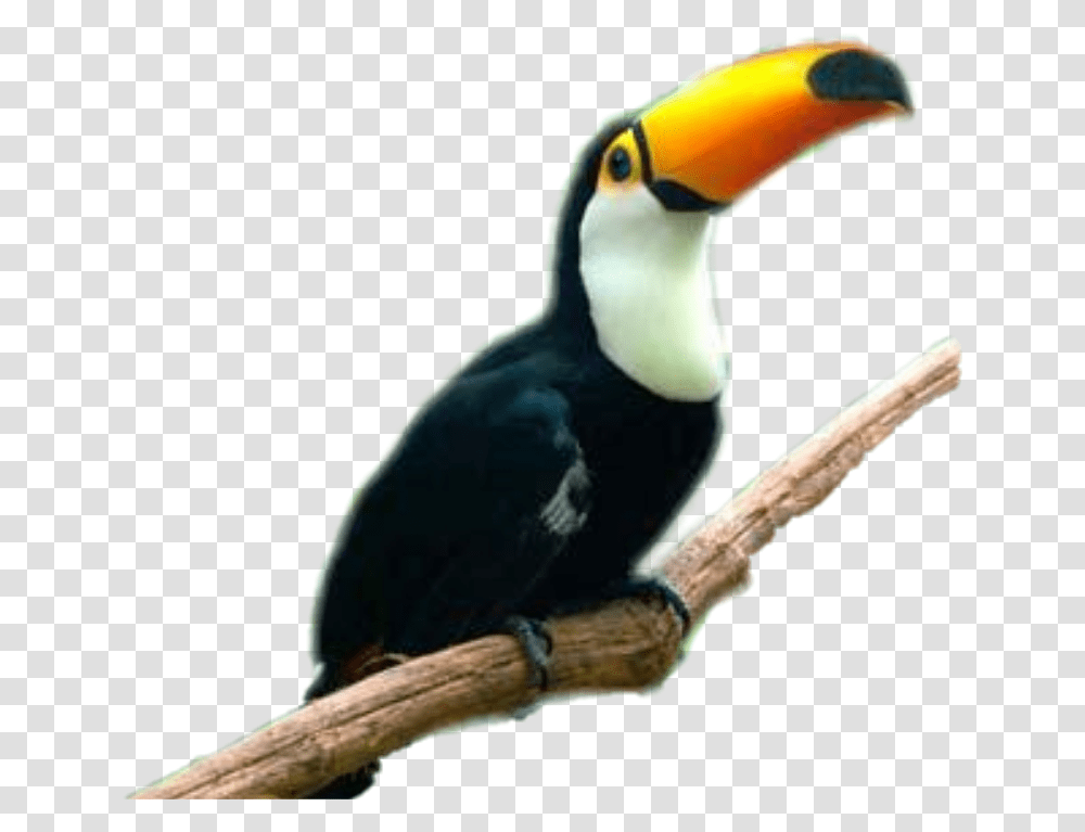 Largest Collection Of Free To Edit Tucan Stickers, Bird, Animal, Toucan, Beak Transparent Png