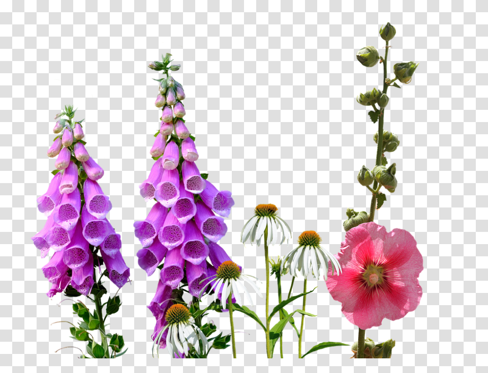 Larkspur 960, Flower, Plant, Blossom, Foxglove Transparent Png