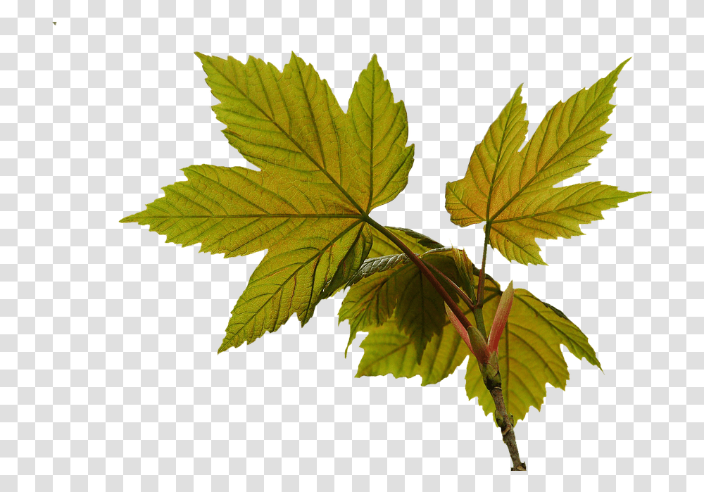 Las Hojas De Primavera Hoja De Cable Spring Leaf, Plant, Veins, Tree, Maple Leaf Transparent Png