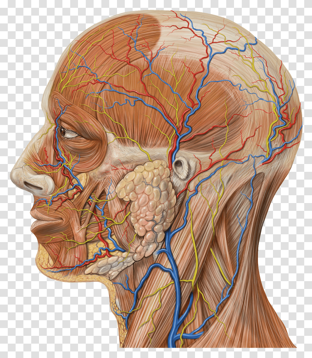 Lateral Head Anatomy Detail Gross Anatomy Of Parotid Gland, Painting, Bird, Animal Transparent Png
