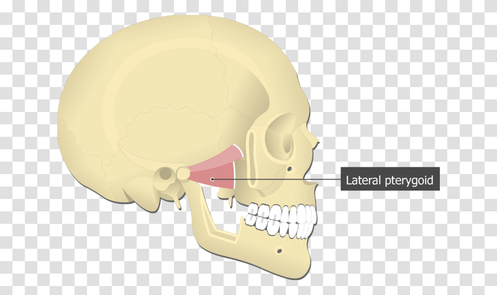 Lateral Pterygoid Muscle Attached To The Skull Lateral Pterygoid Muscle, Jaw, Head, Teeth, Mouth Transparent Png