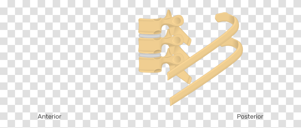 Lateral View Of The Ribs Articulating With The Thoracic Wood, Seesaw, Toy Transparent Png