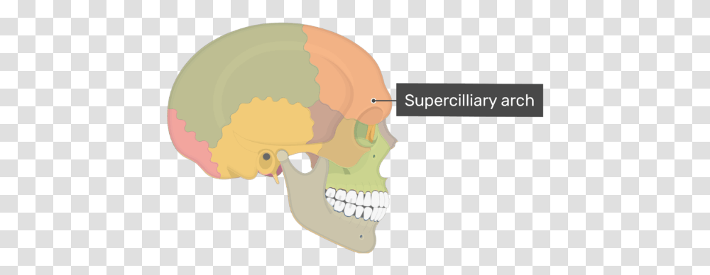 Lateral View Of The Supercilliary Arch Of The Skull Sphenoid Bone Lateral View, Jaw, Teeth, Mouth, Lip Transparent Png