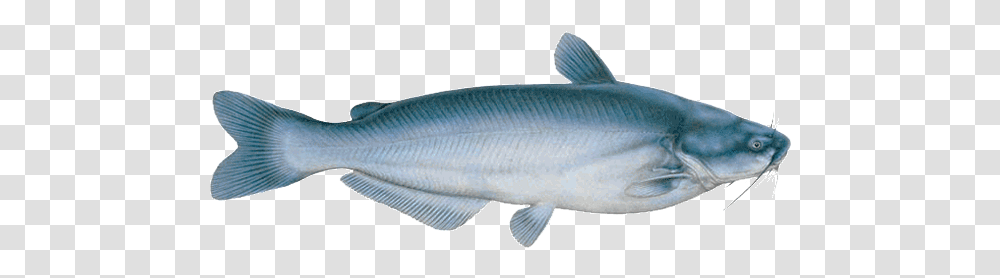 Latest Blue Catfish Virginia, Mullet Fish, Sea Life, Animal, Herring Transparent Png