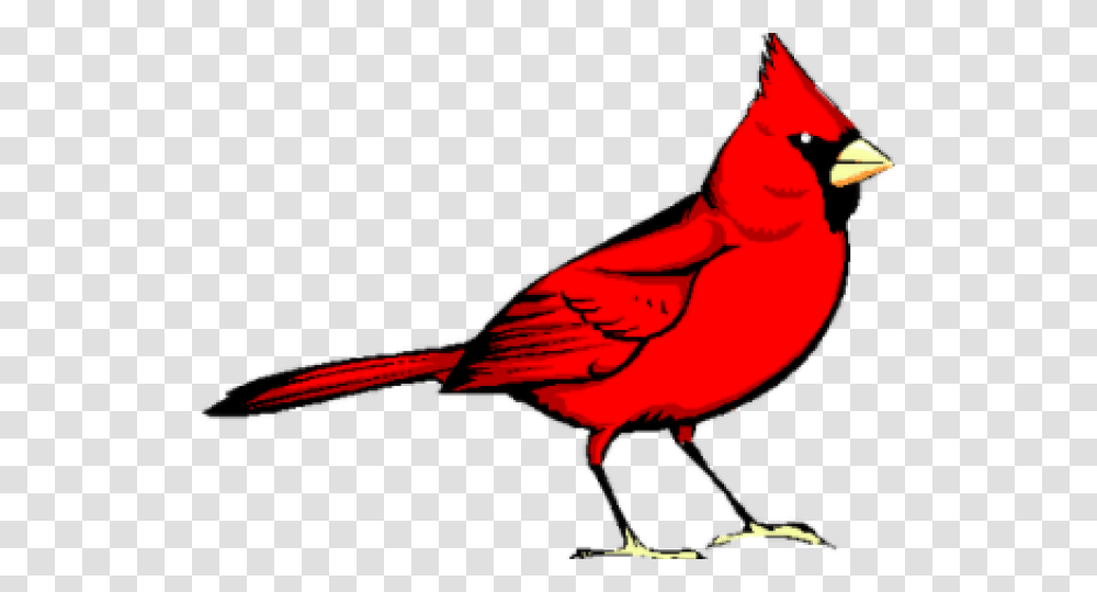Latest Cliparts, Cardinal, Bird, Animal, Person Transparent Png