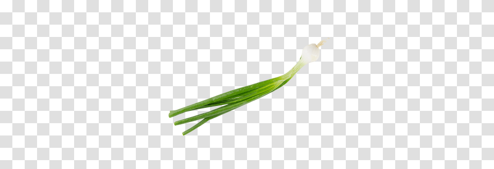 Latest Downloaded, Bird, Animal, Plant, Cutlery Transparent Png