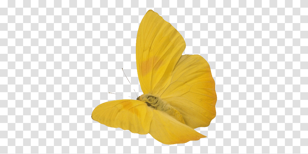 Latest Project Lowgif Yellow Butterfly Animated Gif, Plant, Petal, Flower, Blossom Transparent Png