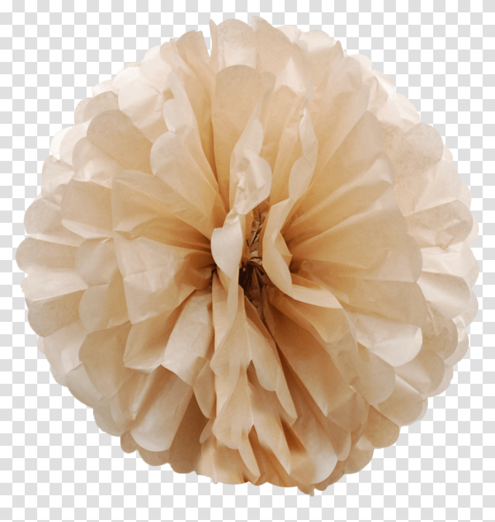 Latte Colored Paper Pom Poms 01 Tissue Paper, Rose, Flower, Plant, Blossom Transparent Png