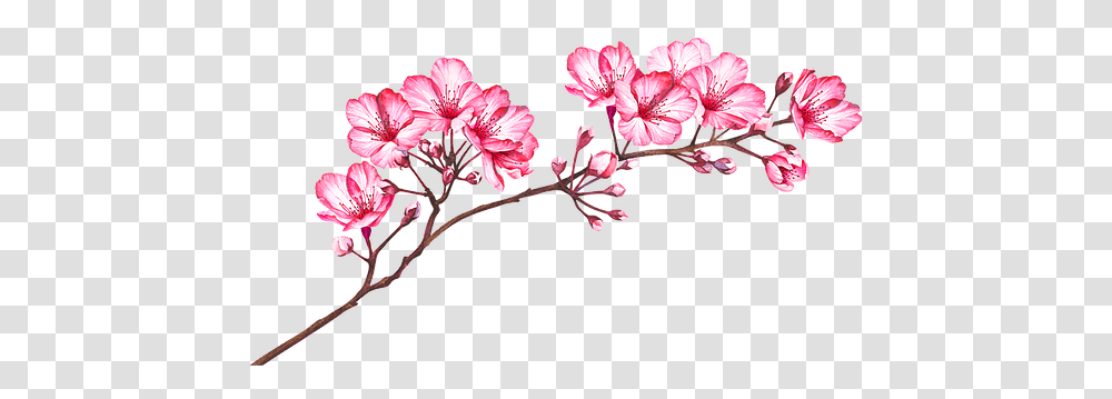 Latte Mixes Luxe Brew Rosa Glauca, Plant, Flower, Blossom, Cherry Blossom Transparent Png