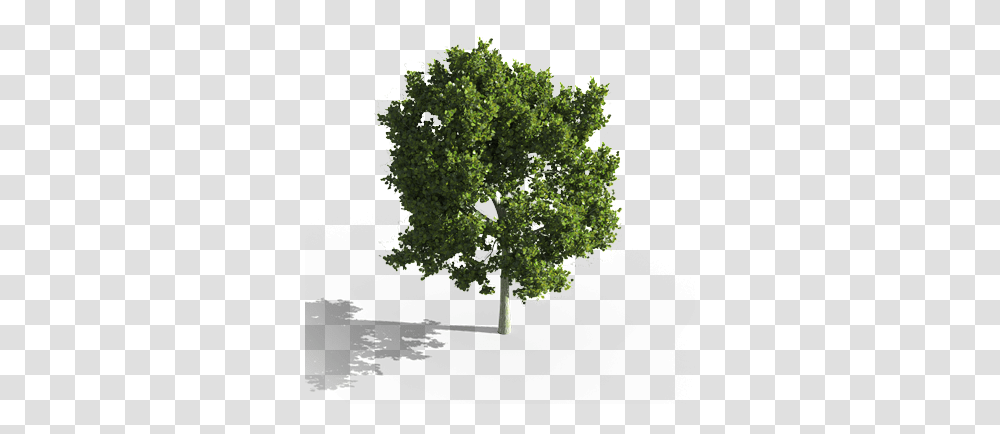 Laubwerk - 3d Plants For Cg Artists & Architects Curated Aerial View Trees, Oak, Sycamore, Maple Transparent Png