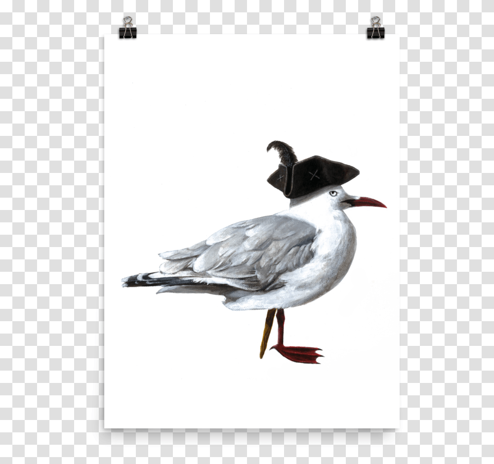 Laughing Gull, Bird, Animal, Beak, Seagull Transparent Png
