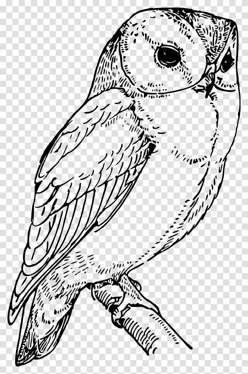 Laughing Owl Clip Arts Black And White Barn Owl Clipart, Gray, World Of Warcraft Transparent Png