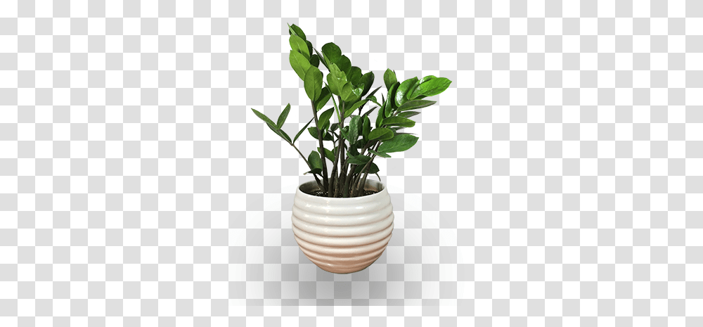 Laughing Plants For Indoor, Pot, Flower, Blossom, Leaf Transparent Png