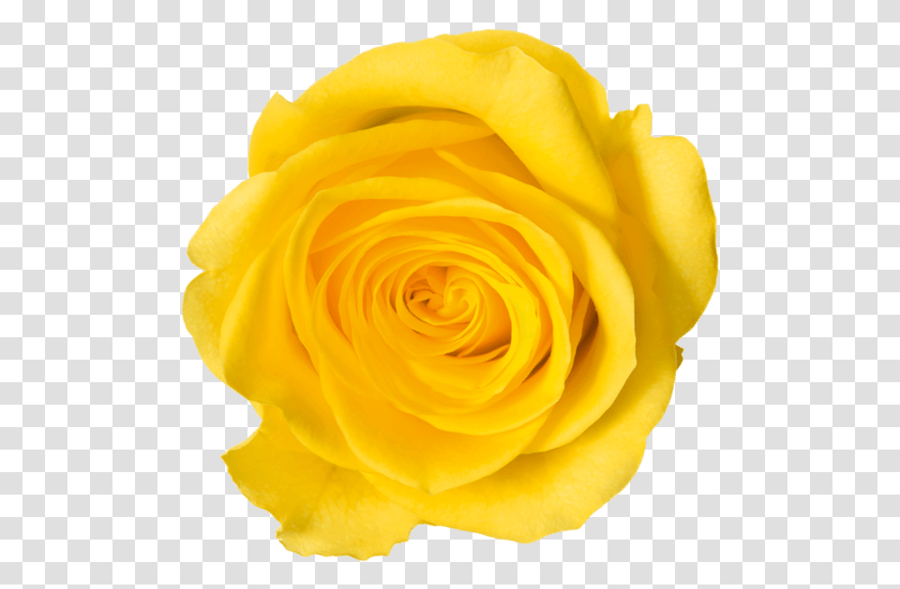 Laurdiy Lauren Riihimaki Diy Flower Rose Yellow, Plant, Blossom, Petal Transparent Png
