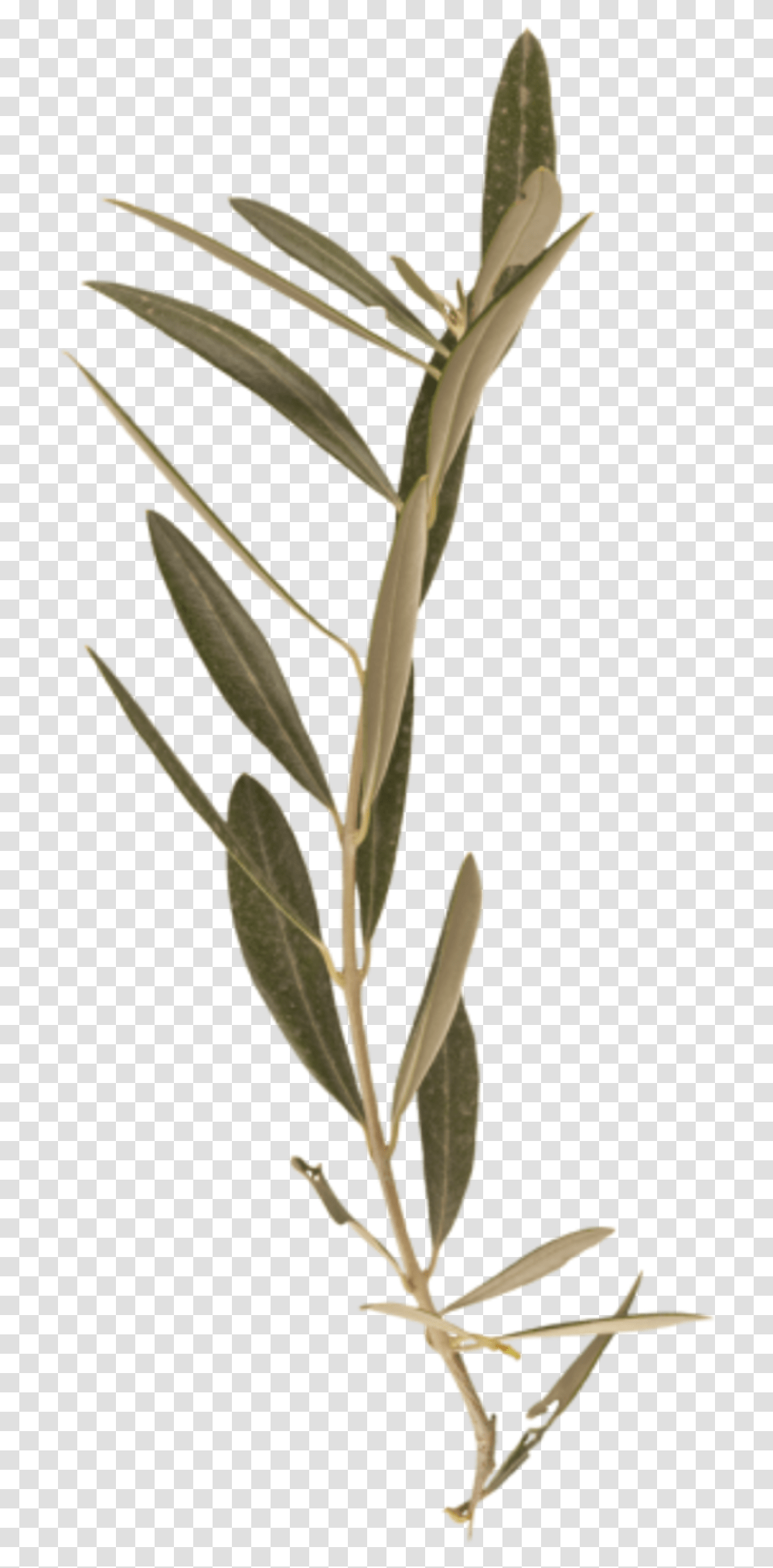 Laurel Branch Twig, Plant, Grass, Flower, Blossom Transparent Png