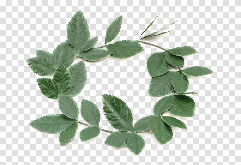 Laurel Leaf Crown, Plant, Annonaceae, Tree, Vegetation Transparent Png