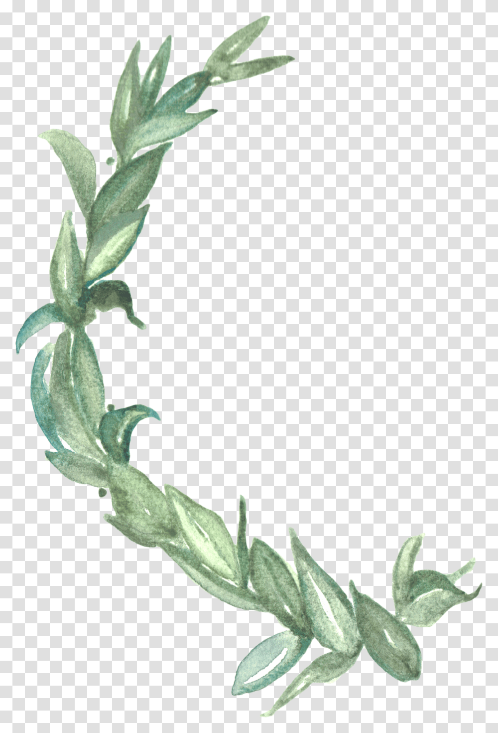 Laurel Wreath Watercolor, Plant, Leaf, Grass, Flower Transparent Png