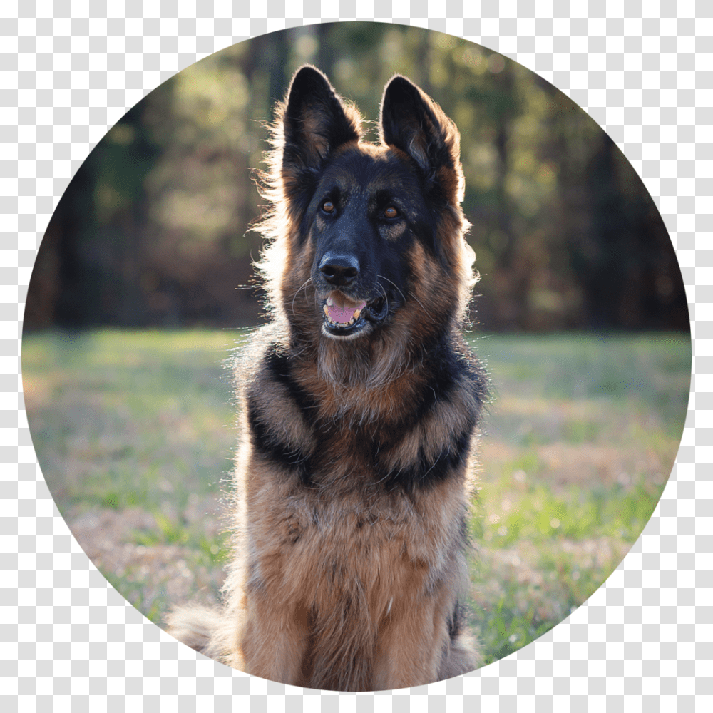 Lauren Gunnar, German Shepherd, Dog, Pet, Canine Transparent Png