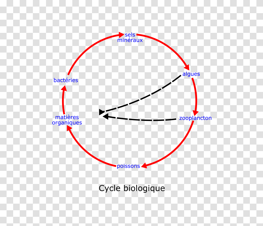 Laurent Eutrophisation Cycle, Technology, Bow, Astronomy, Diagram Transparent Png