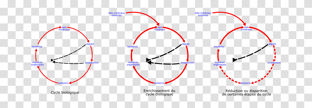 Laurent Eutrophisation Cycle, Technology, Light, Plot, Diagram Transparent Png