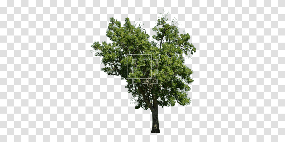 Laurus Nobilis Tree Laurus Nobilis Tree, Plant, Tree Trunk, Oak, Maple Transparent Png