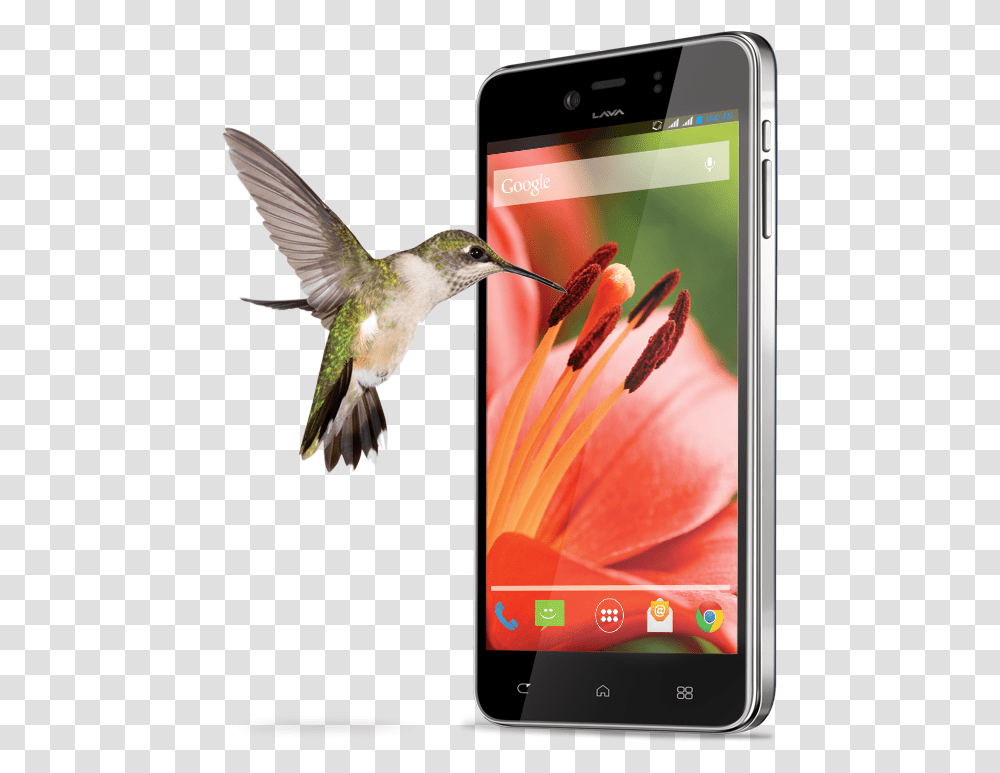 Lava Iris Pro 30 Specs Review Release Hummingbird, Animal, Mobile Phone, Electronics, Cell Phone Transparent Png