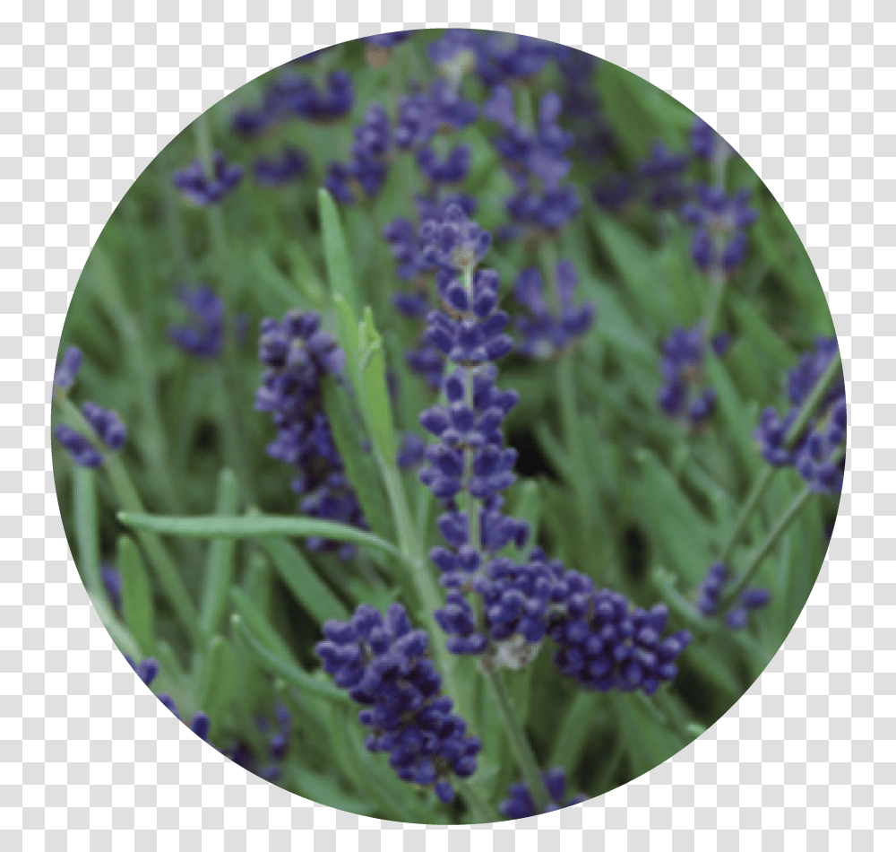 Lavanda Varieta, Plant, Lavender, Flower, Blossom Transparent Png