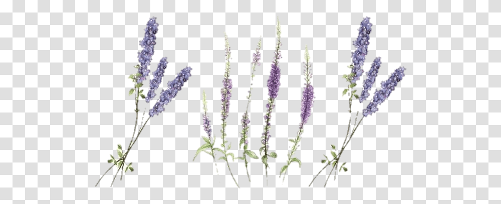 Lavander Lavender Freetoedit Flowers Flower Wildflower Lavender Temporary Tattoo, Plant, Blossom, Grass, Lupin Transparent Png