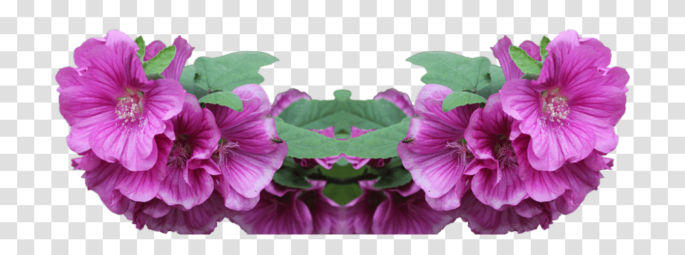 Lavatera 960, Flower, Geranium, Plant, Blossom Transparent Png