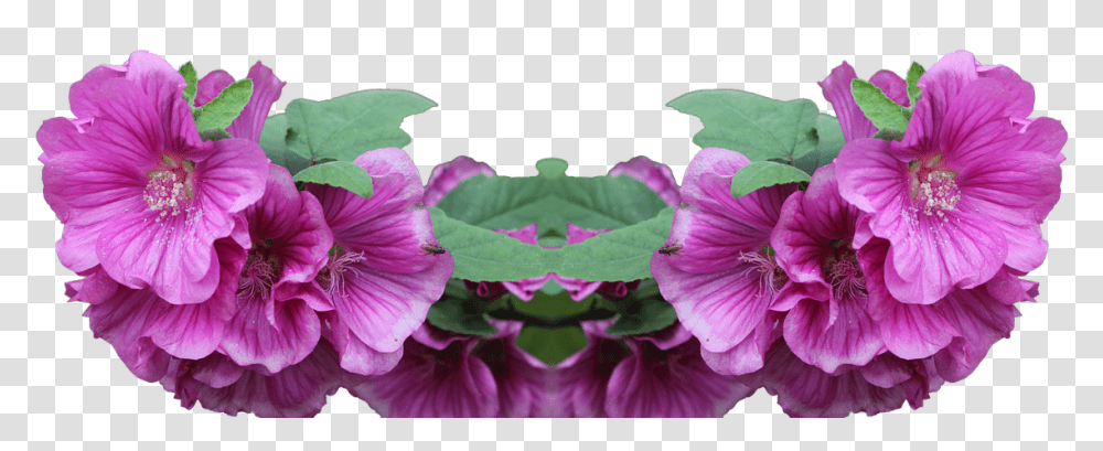 Lavatera Shrub Plant Flower, Geranium, Blossom, Purple, Acanthaceae Transparent Png