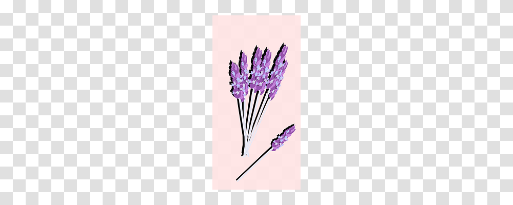 Lavender Plant Transparent Png