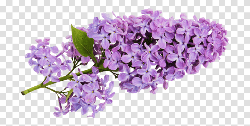 Lavender Background Lilac Clipart, Plant, Flower, Blossom, Petal Transparent Png