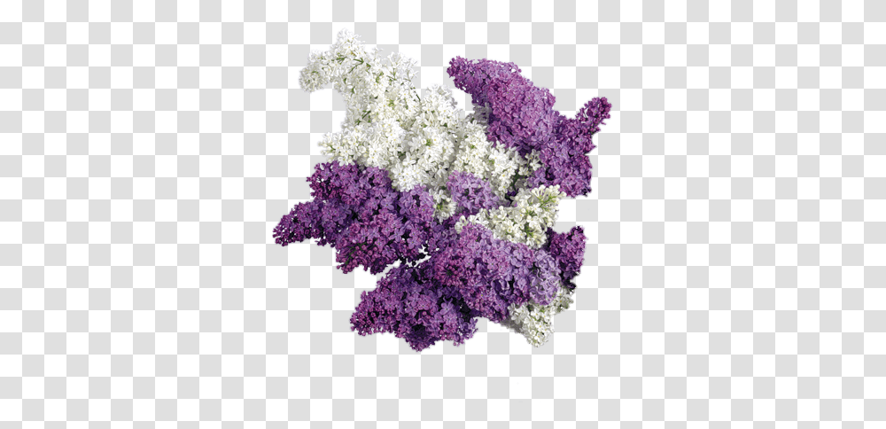 Lavender Background Picture 1514469 White And Purple Lilac Flowers, Plant, Bush, Vegetation, Cauliflower Transparent Png