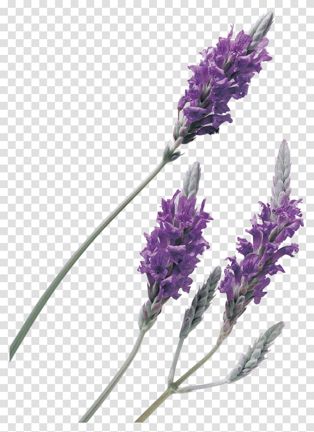 Lavender Background Transparent Png