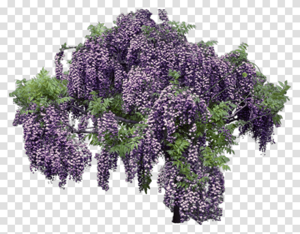 Lavender Background Wisteria, Plant, Flower, Blossom, Lupin Transparent Png