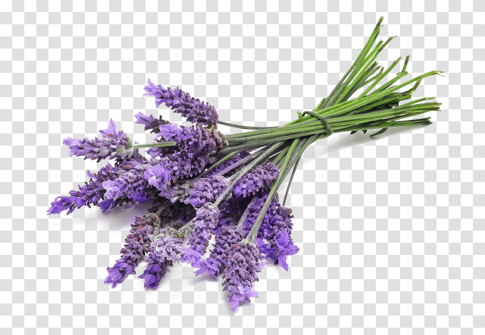Lavender Bunch Close Up Lavender, Plant, Bird, Animal, Flower Transparent Png