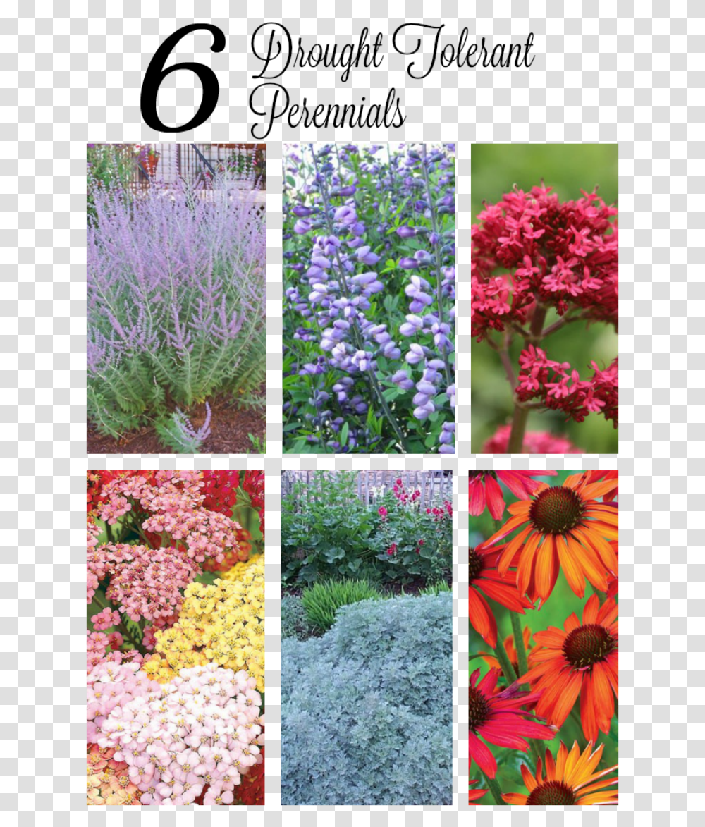 Lavender Bush, Collage, Poster, Advertisement, Plant Transparent Png