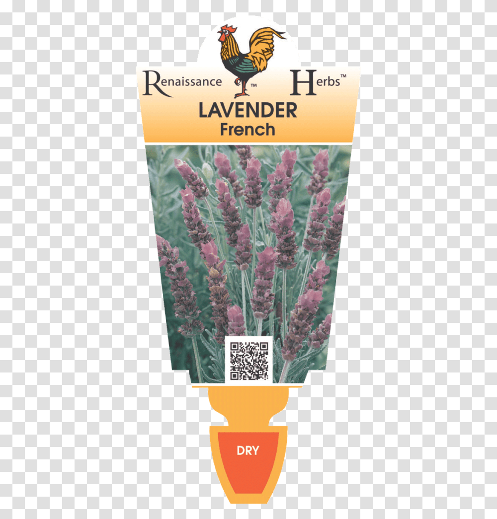 Lavender Bush Lads Love Flower, Plant, Bird, Animal, Poster Transparent Png