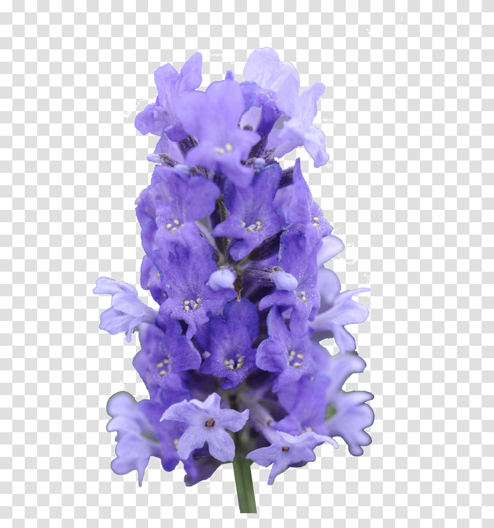 Lavender Bush, Plant, Flower, Blossom, Iris Transparent Png