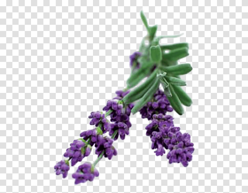 Lavender Bush, Plant, Flower, Blossom, Purple Transparent Png