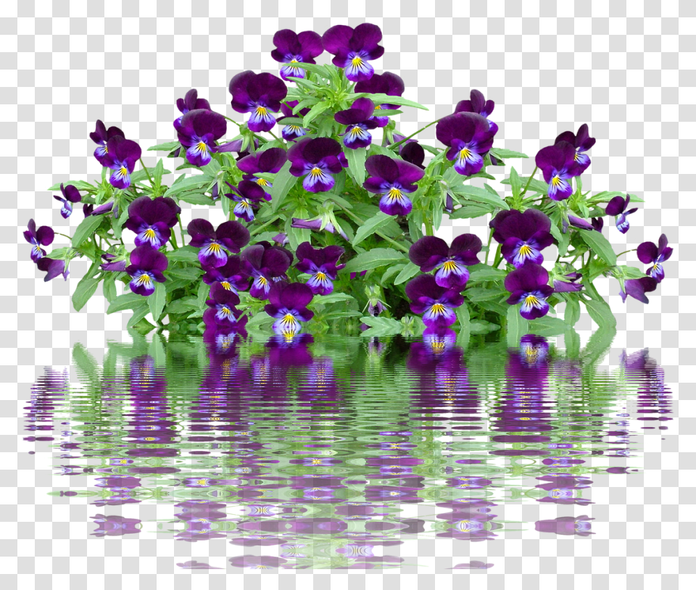 Lavender Bush, Purple, Plant, Outdoors, Flower Transparent Png
