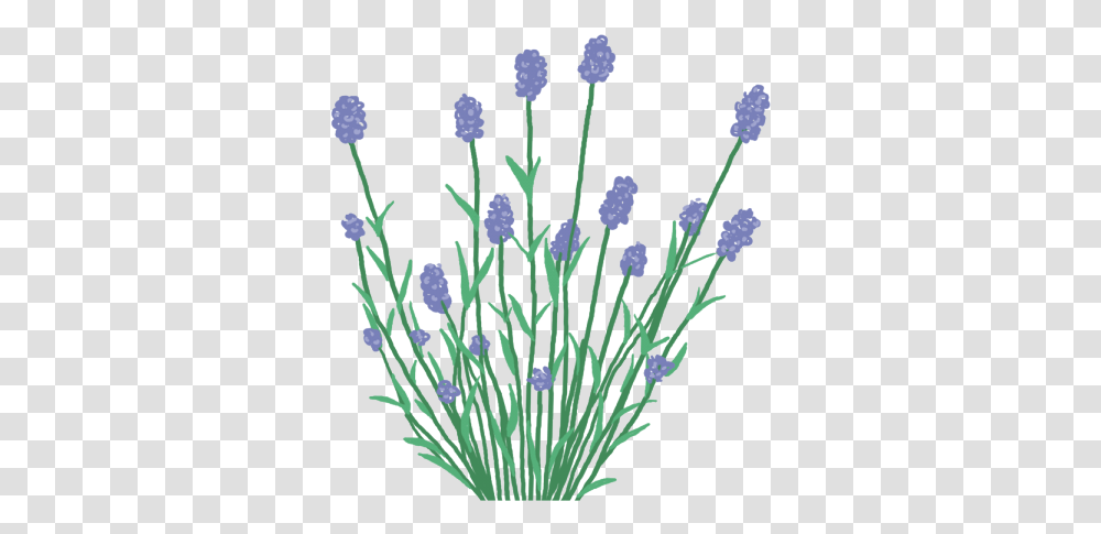 Lavender Buttercup, Plant, Flower, Blossom, Pollen Transparent Png