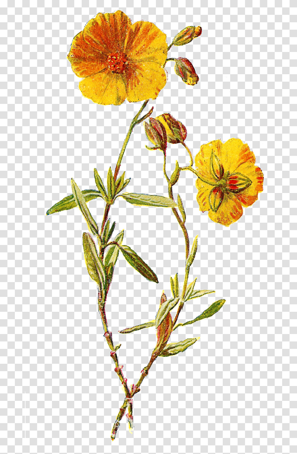 Lavender Clipart Botanical Art Wildflower, Plant, Anther, Petal, Hibiscus Transparent Png