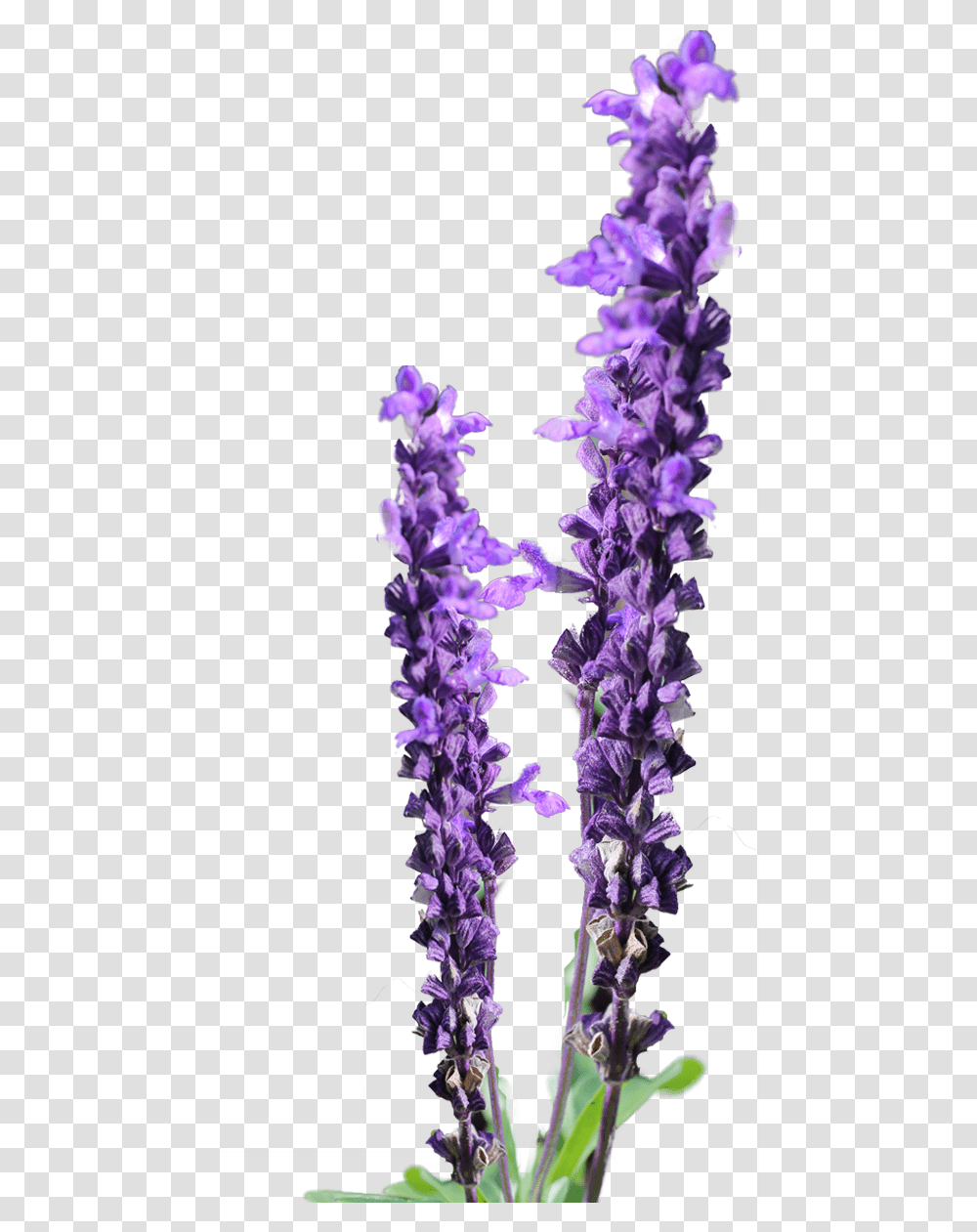 Lavender Clipart Clipartsco Lavender Clipart, Plant, Flower, Blossom, Lupin Transparent Png