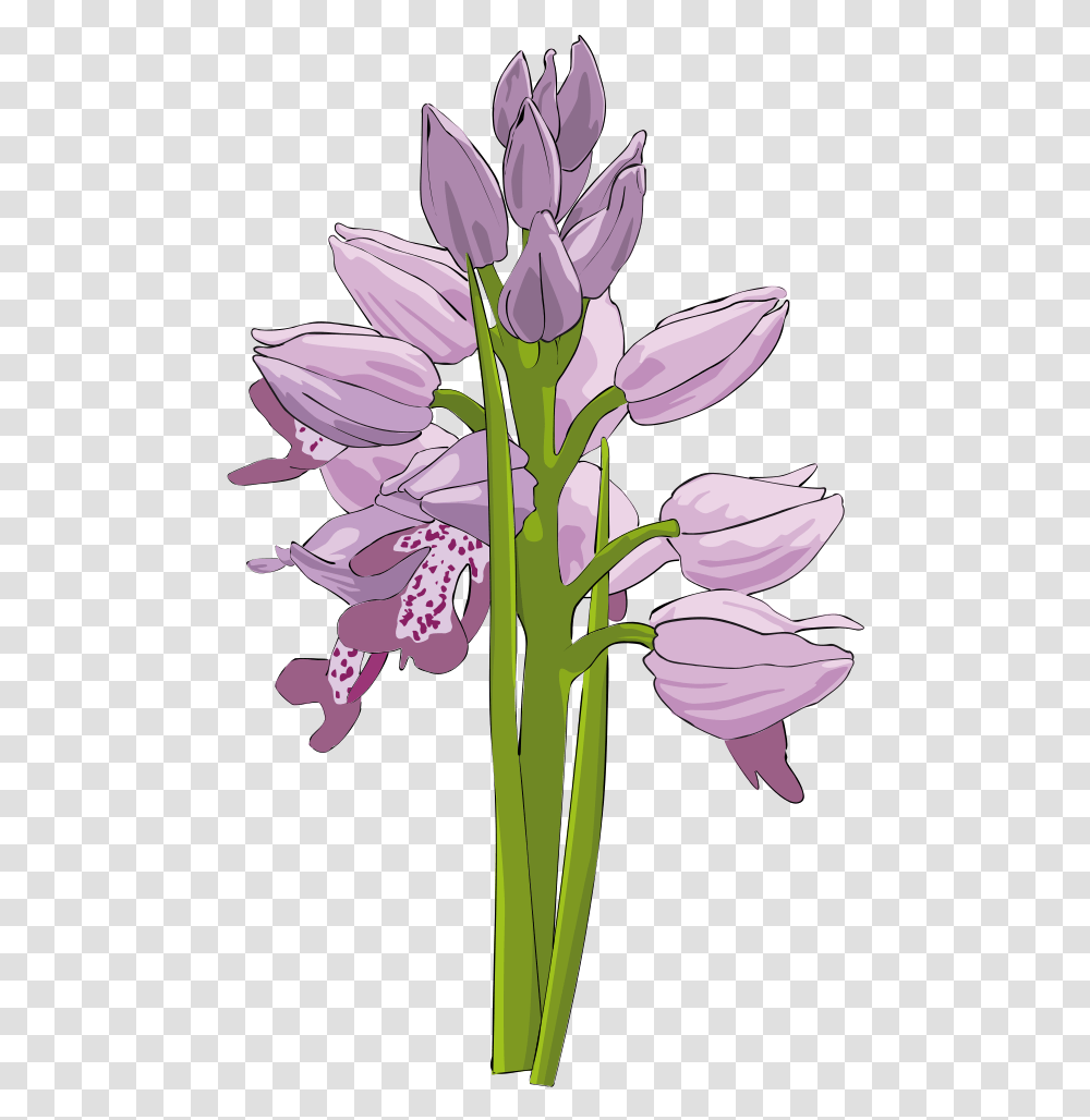 Lavender Clipart Orchid Flower Bunga Anggrek Bulan Vektor, Plant, Blossom, Iris Transparent Png
